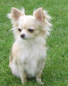 Chihuahua03-239x300.jpg