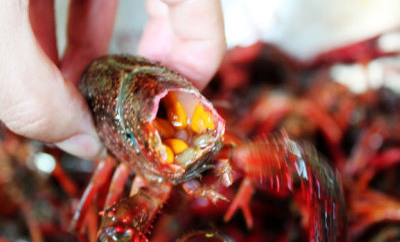 小龙虾虾黄,最好不要吃! - 吃喝玩乐 - 丁桥生活