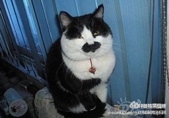 p_large_qUnK_1a3e00006aa65c44.jpg
