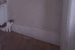 dfad8904db139f88954dbdb72b357c4d0cd1c24f83d0c-56r5UV_fw554.gif