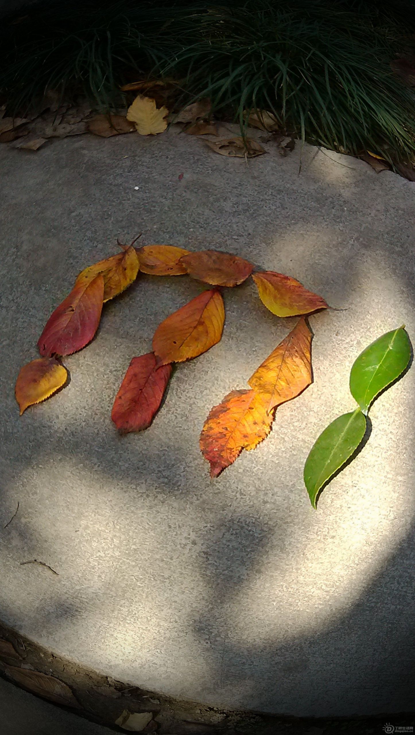 IMG_20121112_121255.jpg