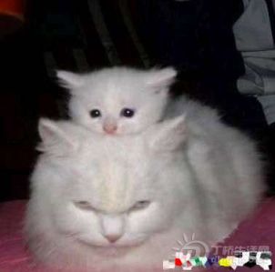 bb9de5fdjw1e0jm9mtduyj.jpg