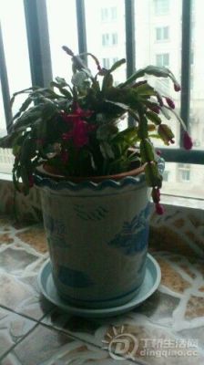 IMG20130214070111.jpg