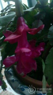 IMG20130214070124.jpg