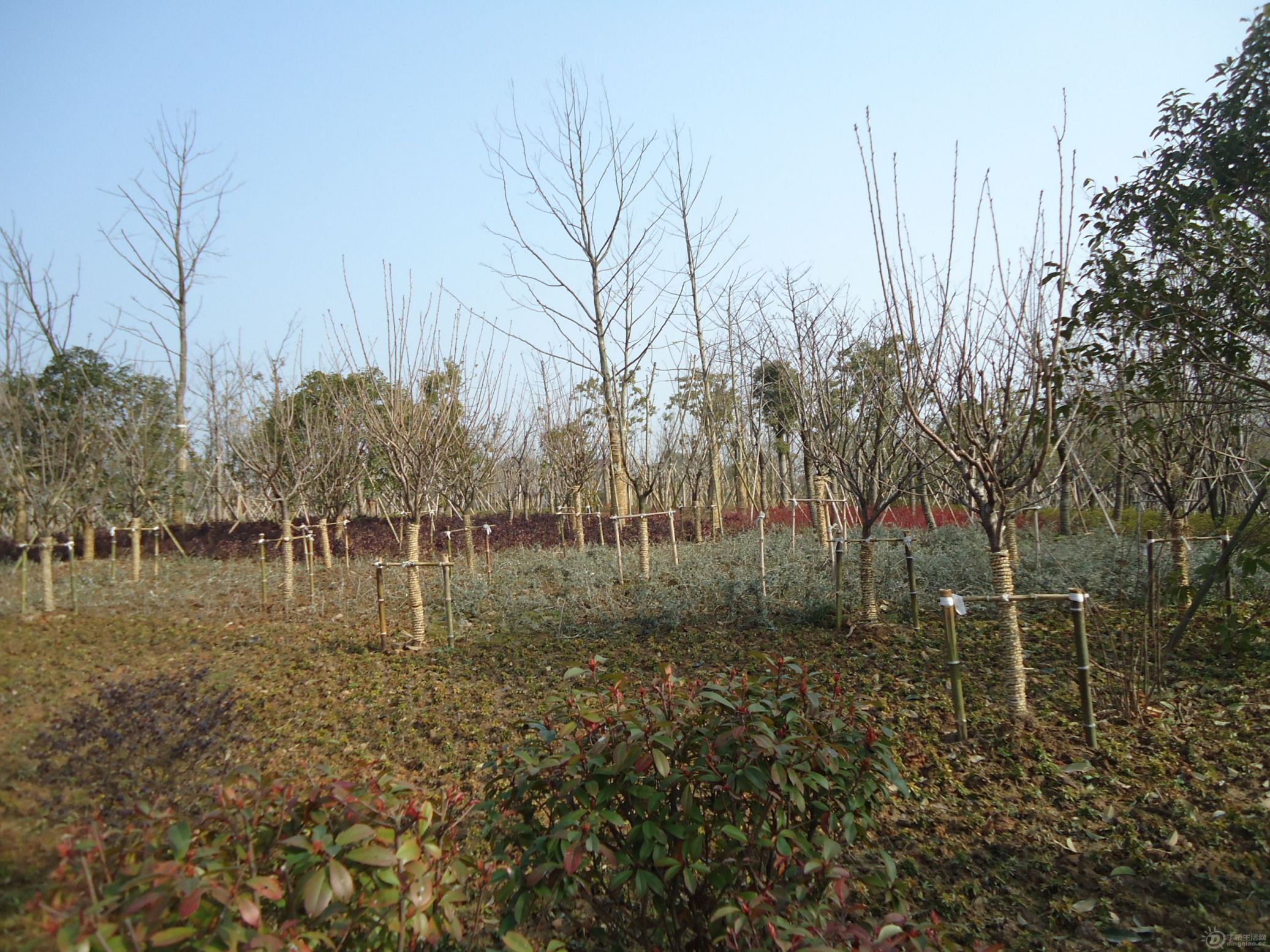 DSC01533.JPG