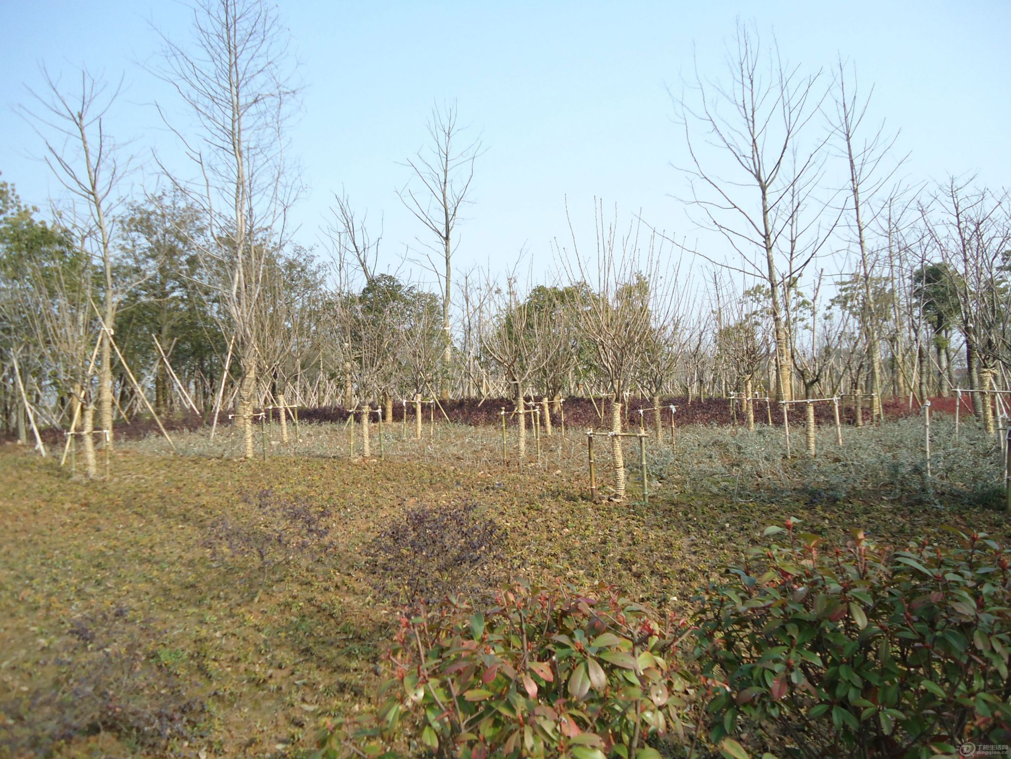 DSC01534.JPG