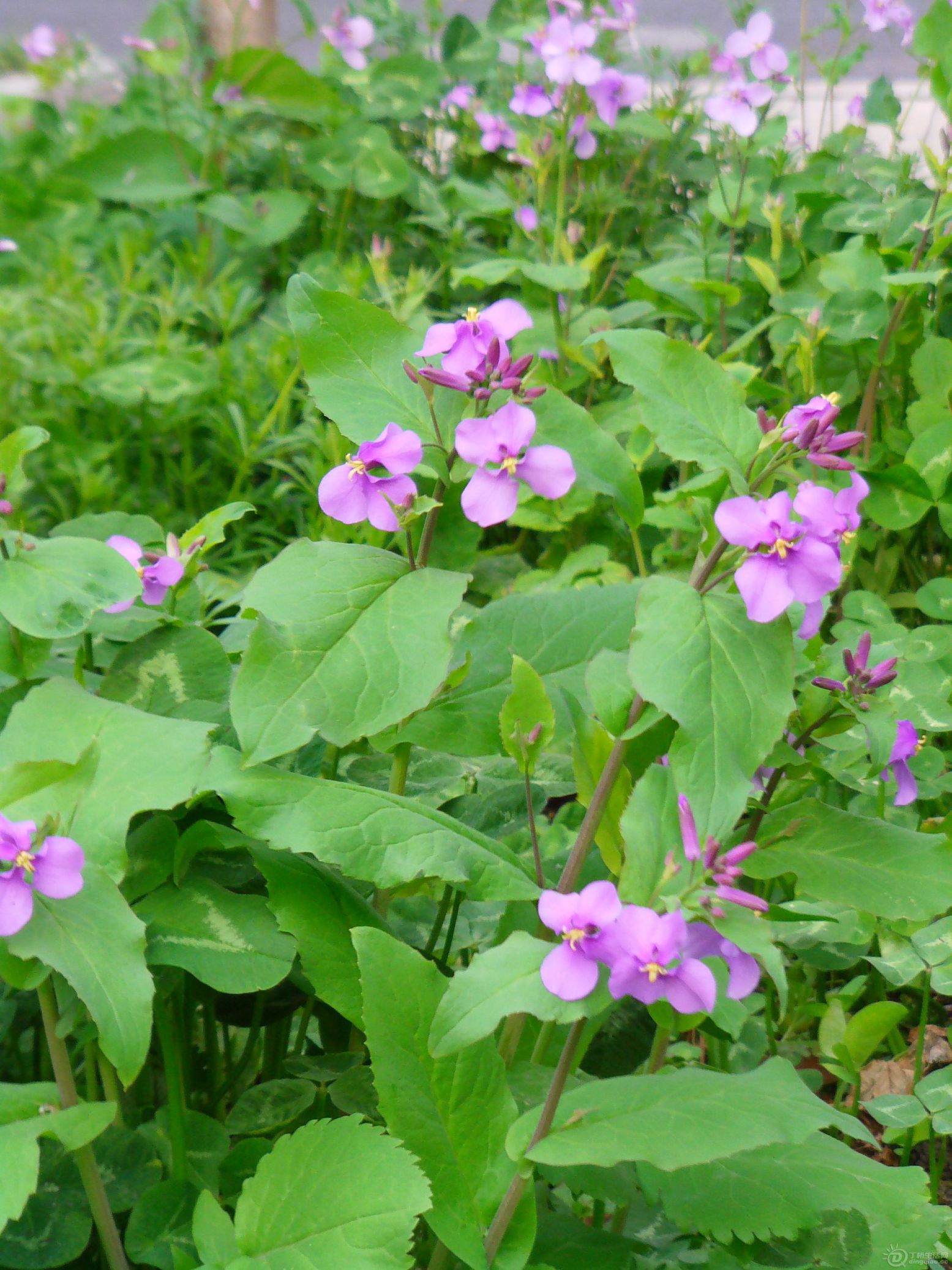 IMAG0083.JPG
