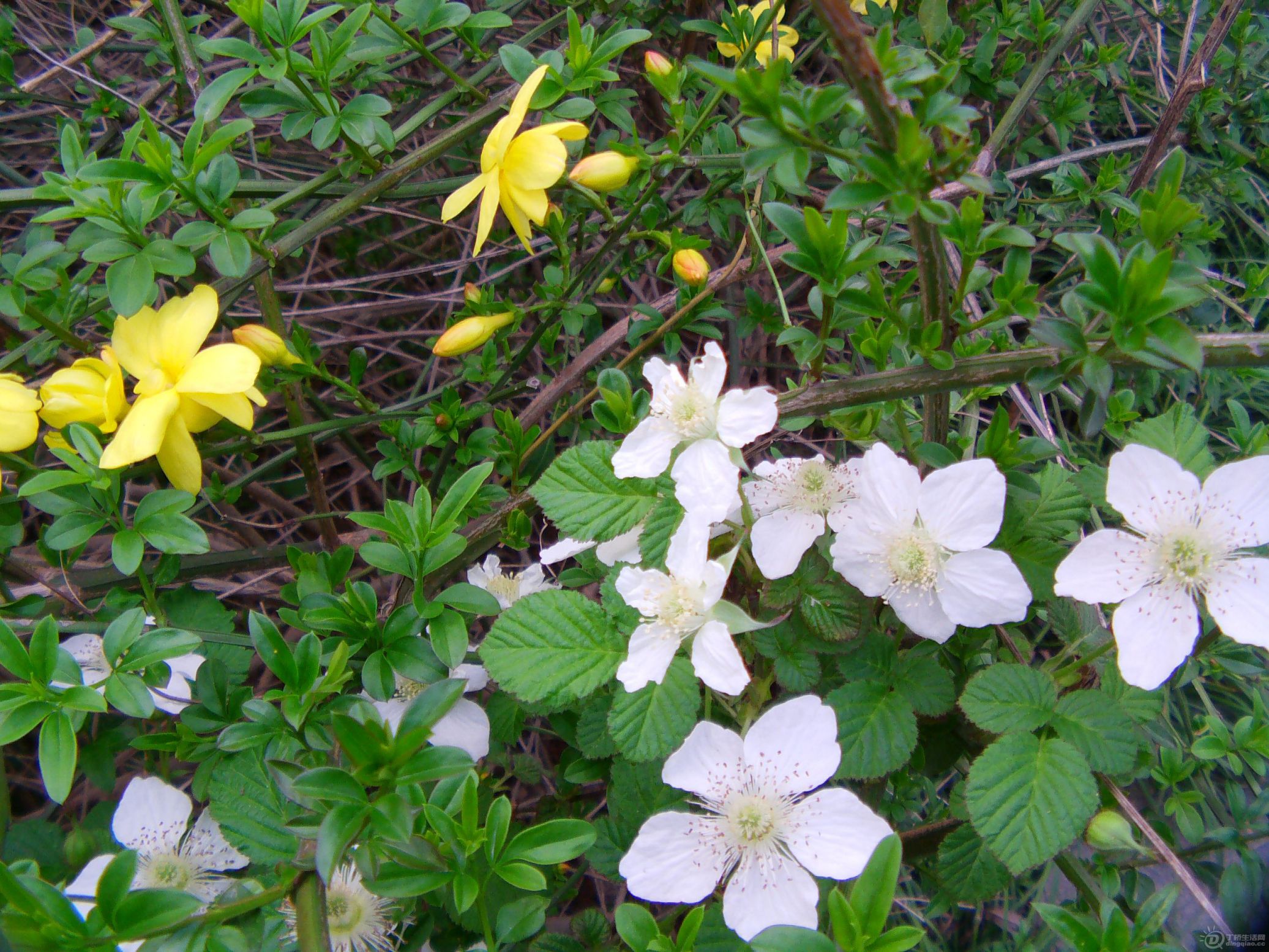IMAG0089.JPG