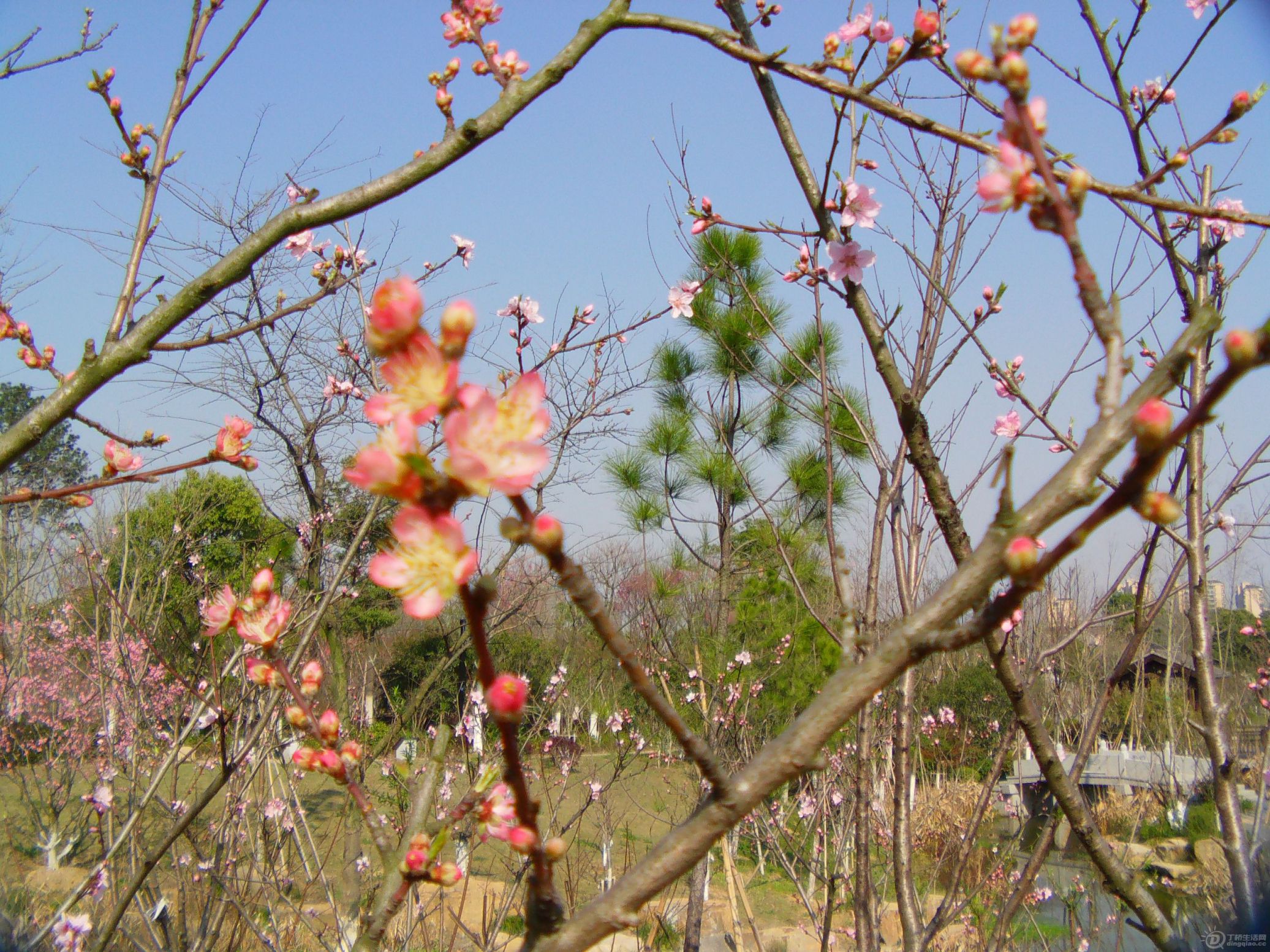 IMAG0252.JPG