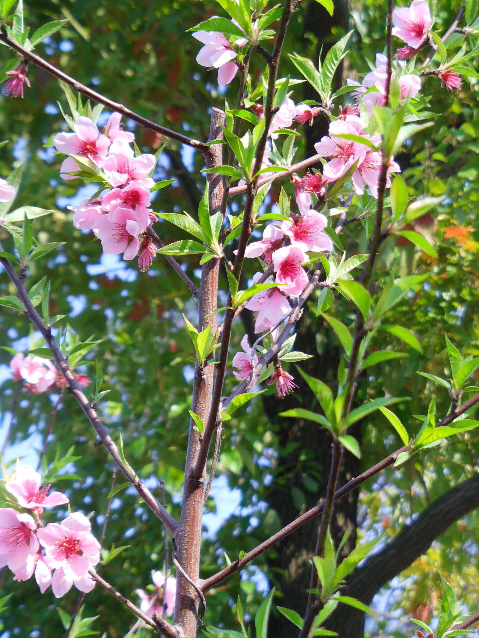 IMAG0255.JPG