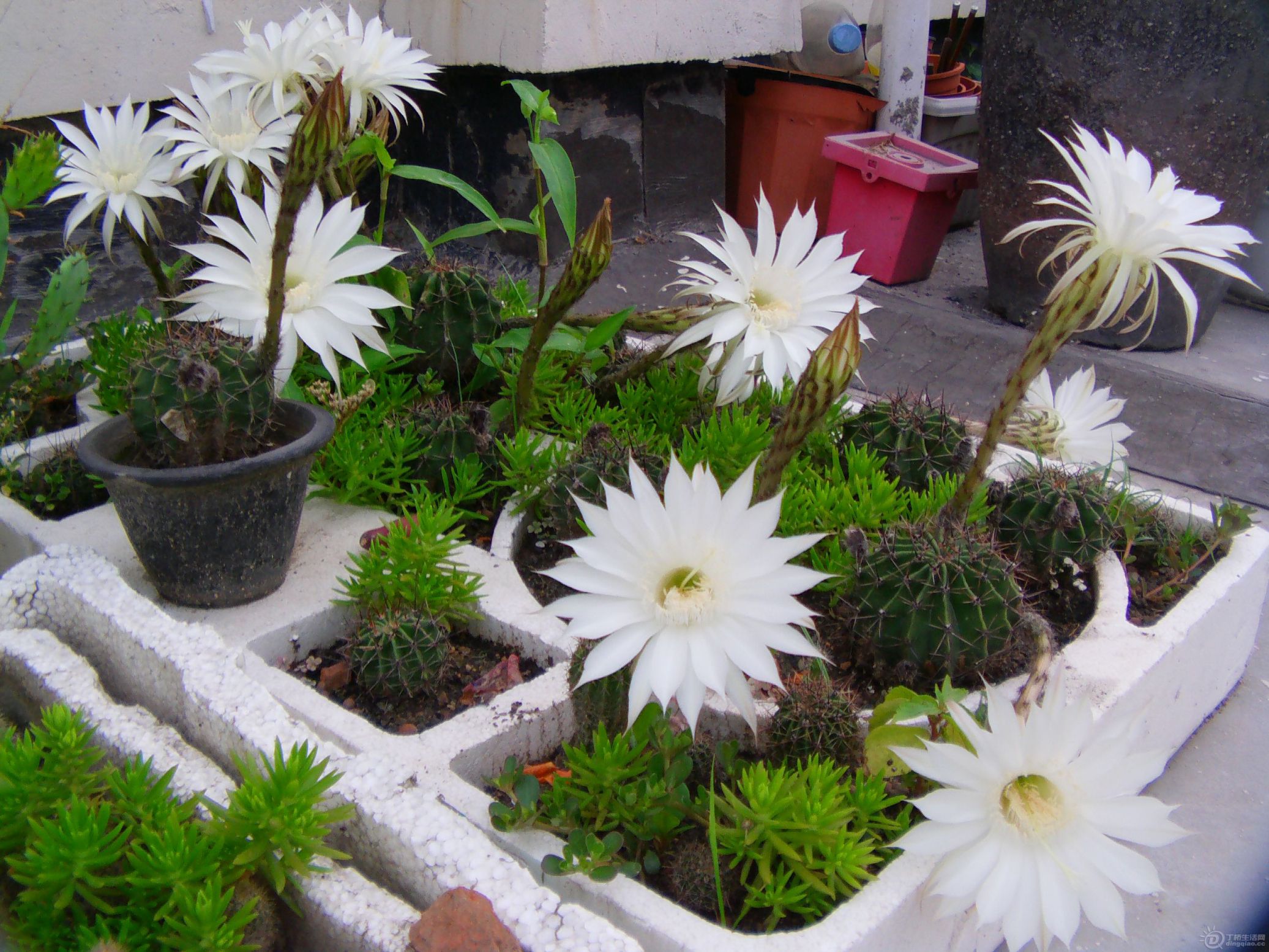 IMAG0171.JPG