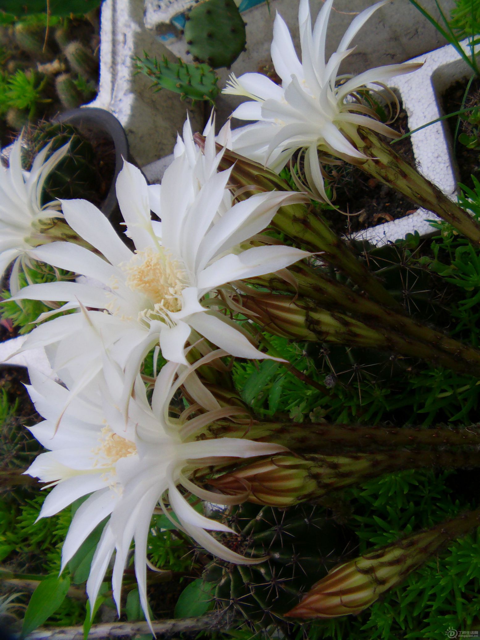IMAG0187.JPG