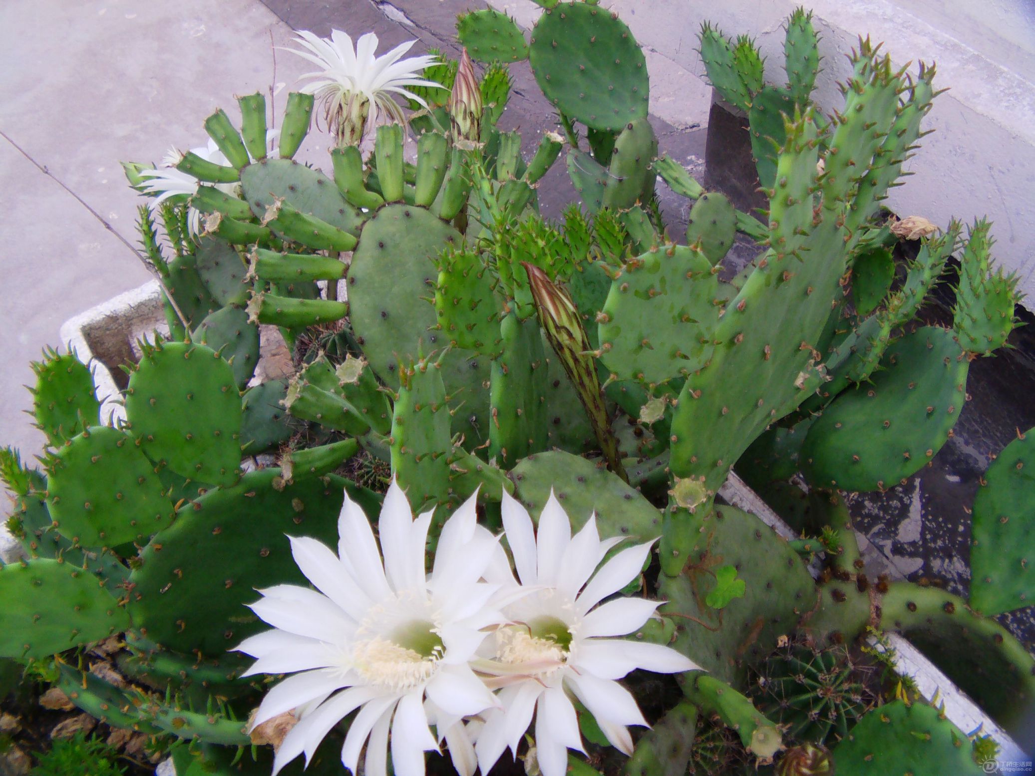 IMAG0191.JPG