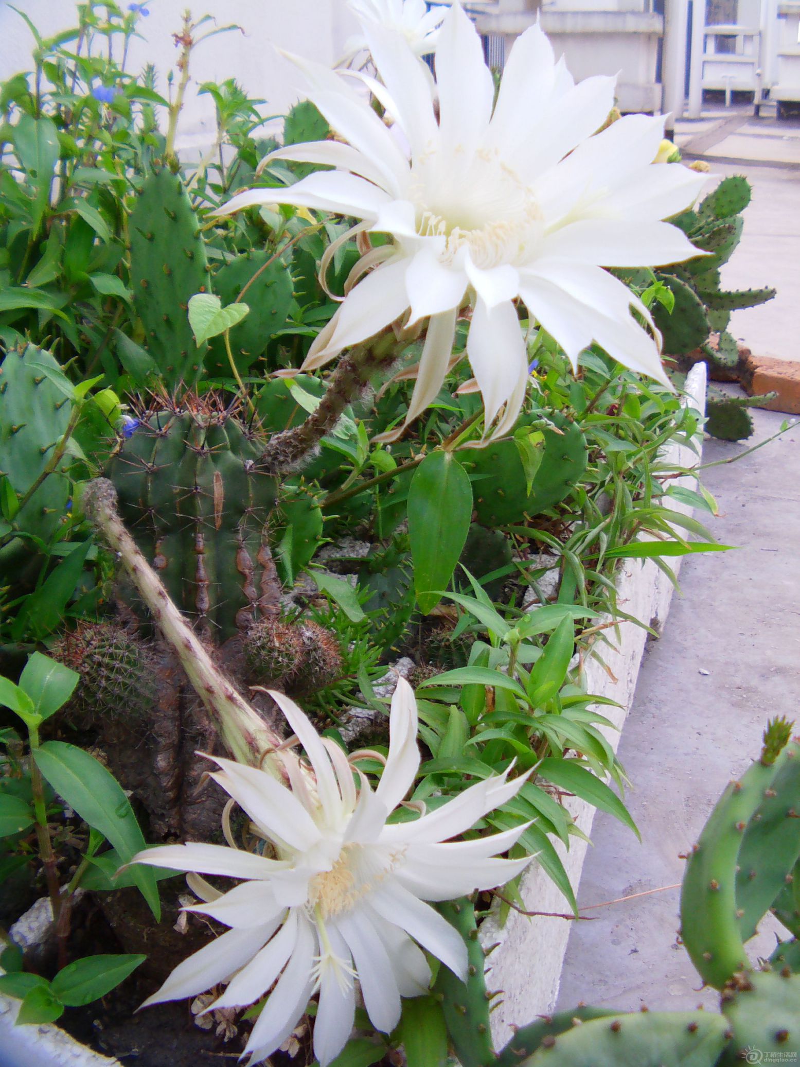 IMAG0198.JPG
