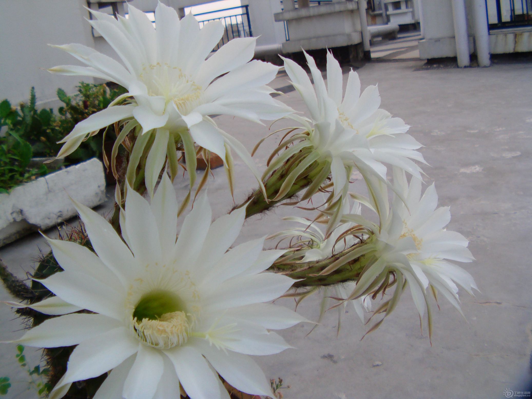 IMAG0222.JPG