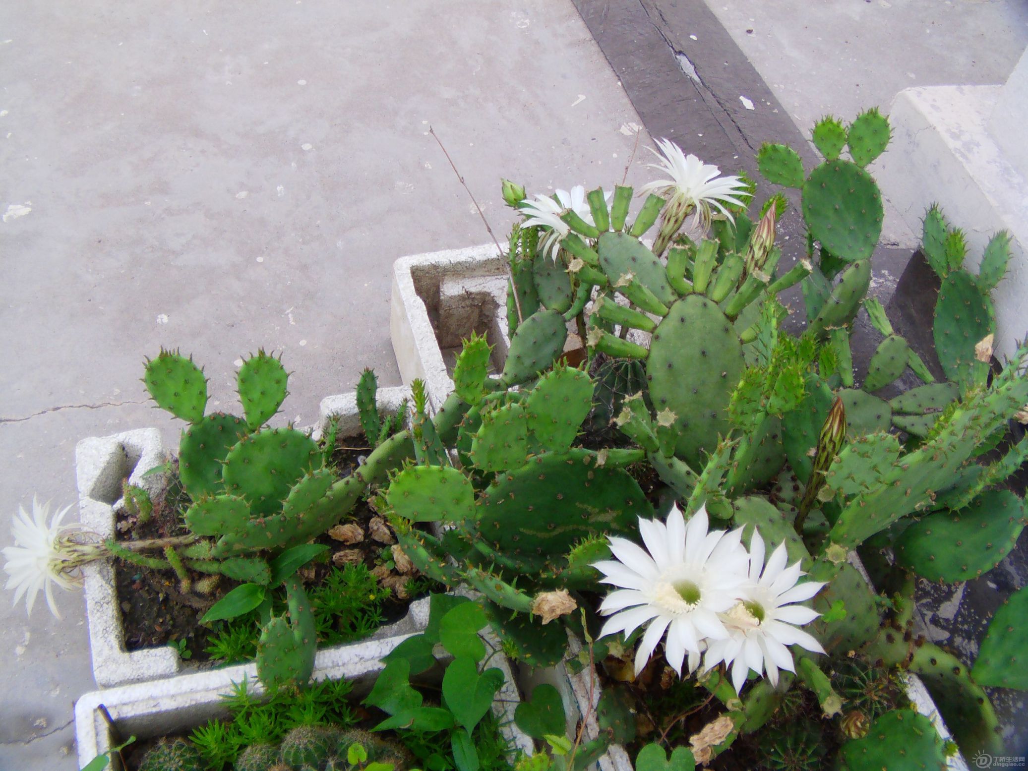 IMAG0227.JPG
