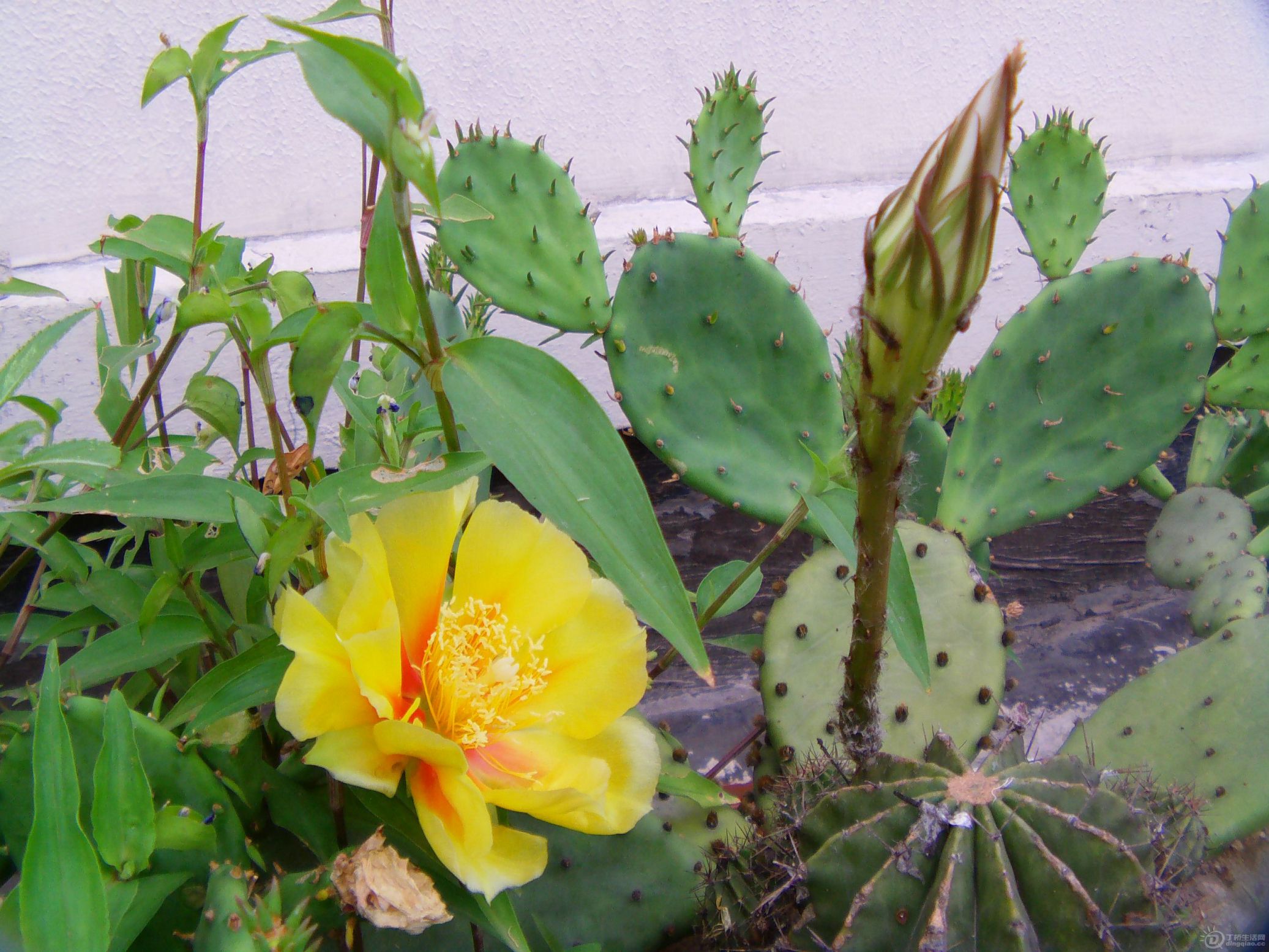 IMAG0038.JPG