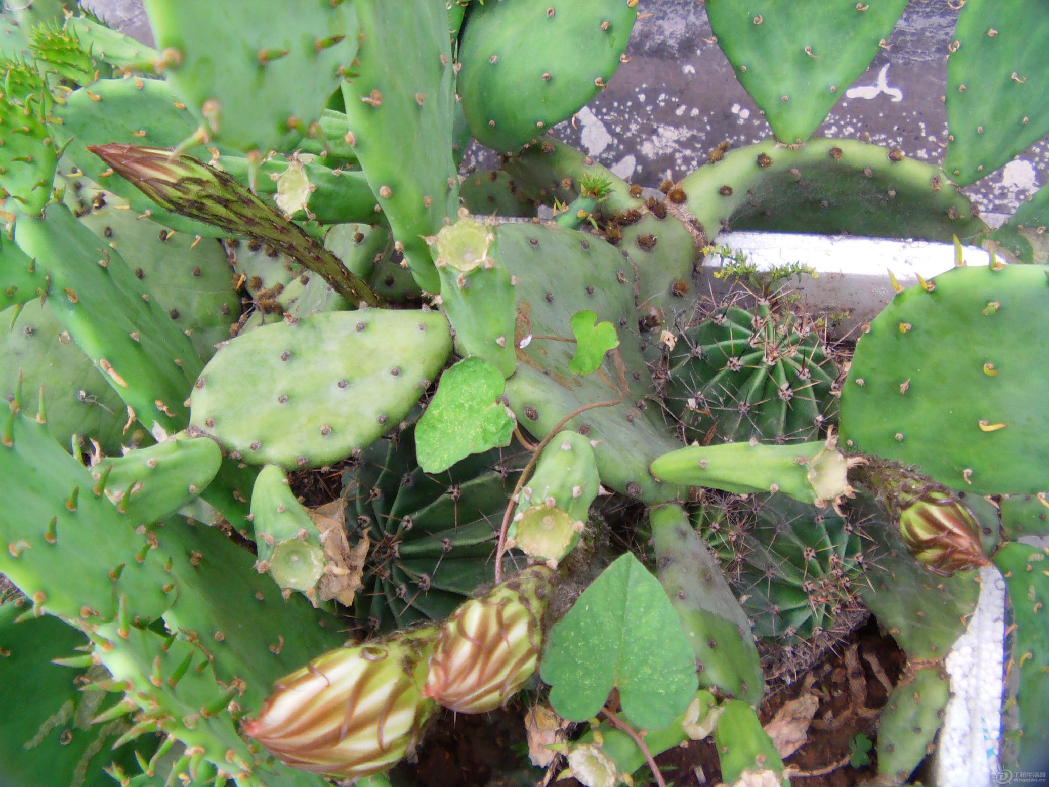 IMAG0041.JPG