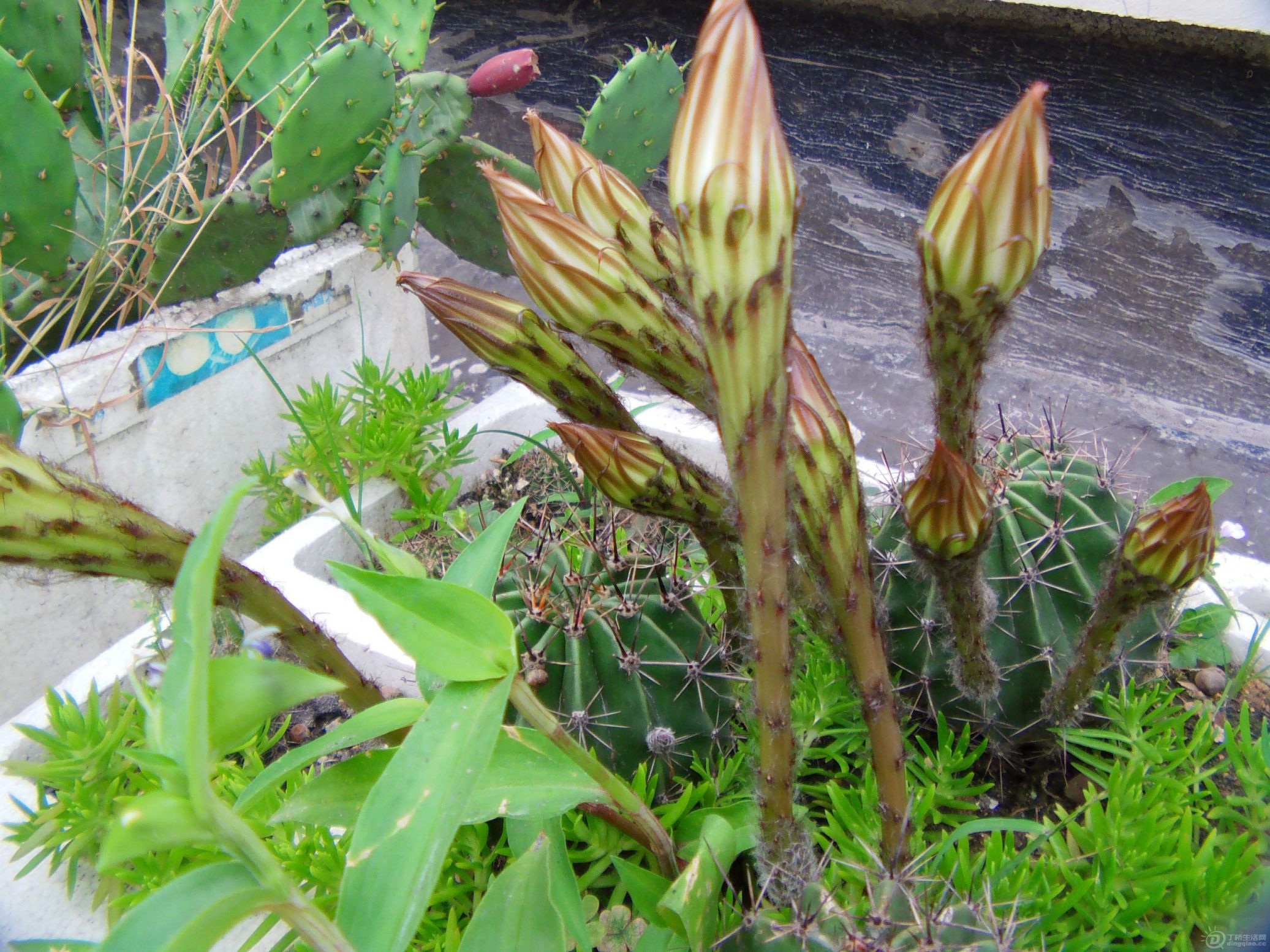 IMAG0045.JPG