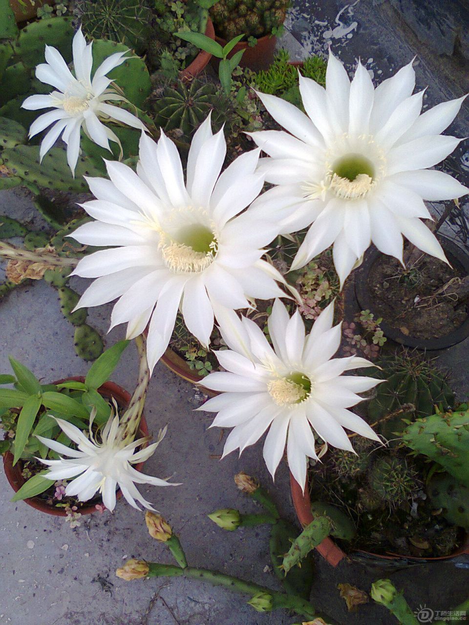 Ƭ0035.jpg