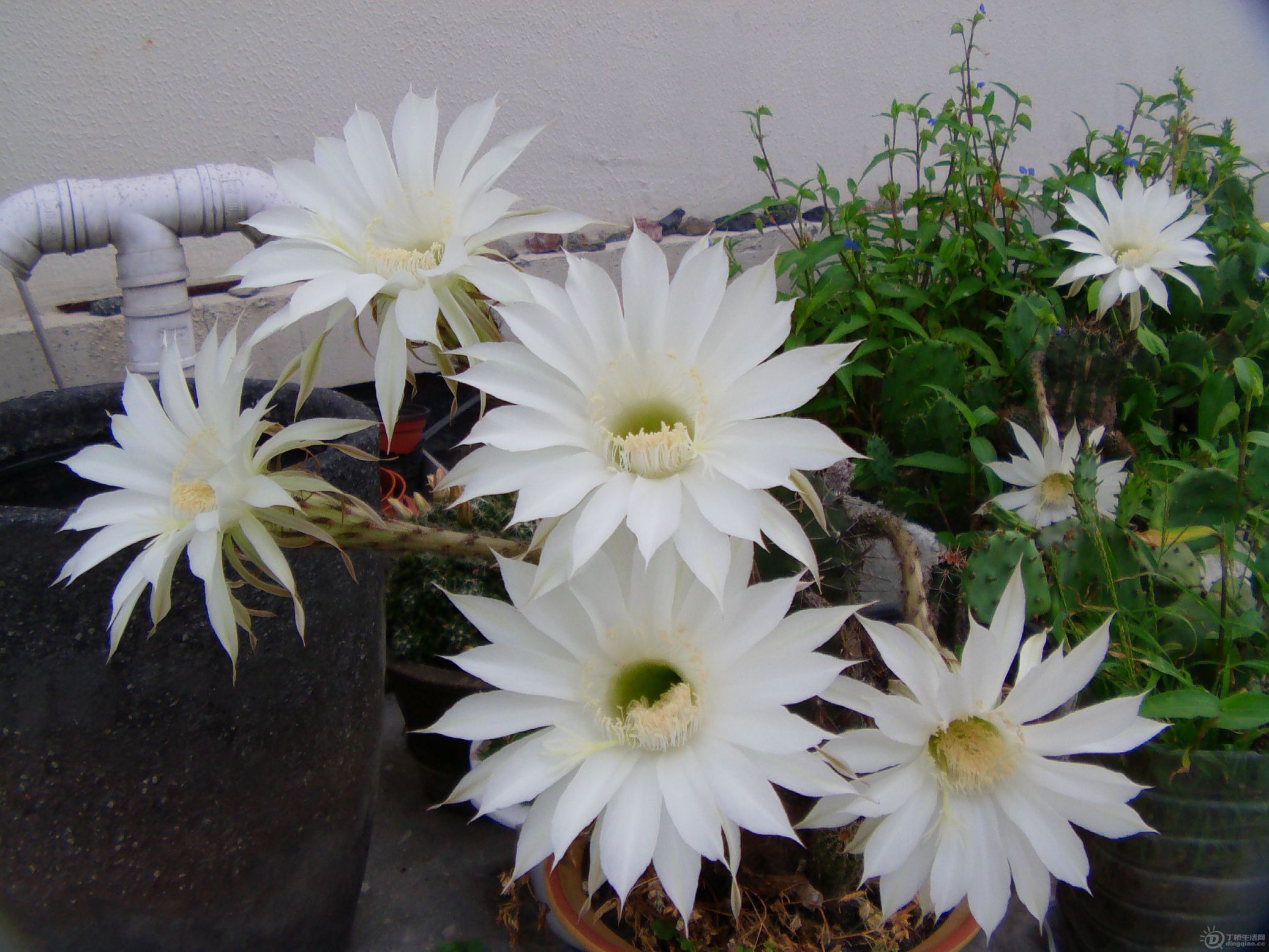 IMAG0168.JPG