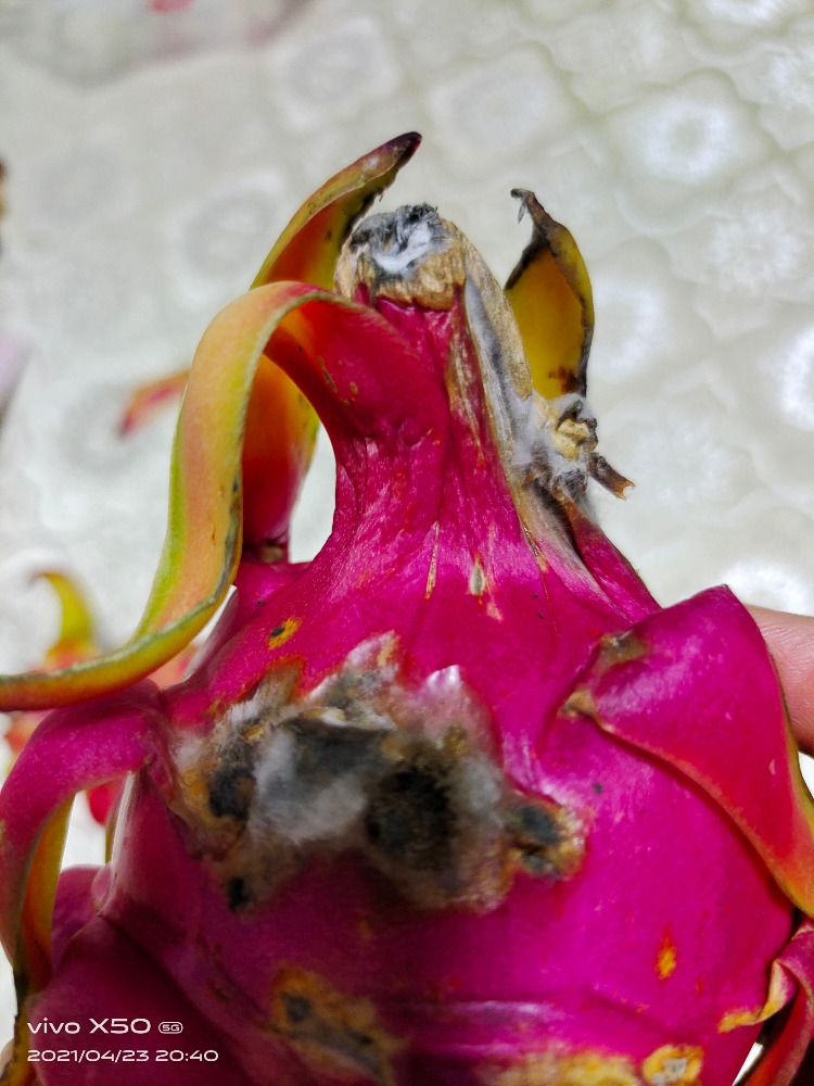 丁桥鲜果缘水果品质差态度恶劣